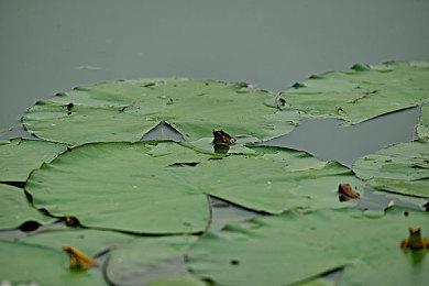 《装甲核心》老三部曲已支持PS4＆5，但没有奖杯